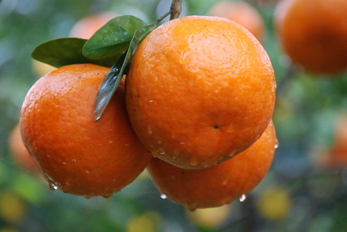 橙香果園